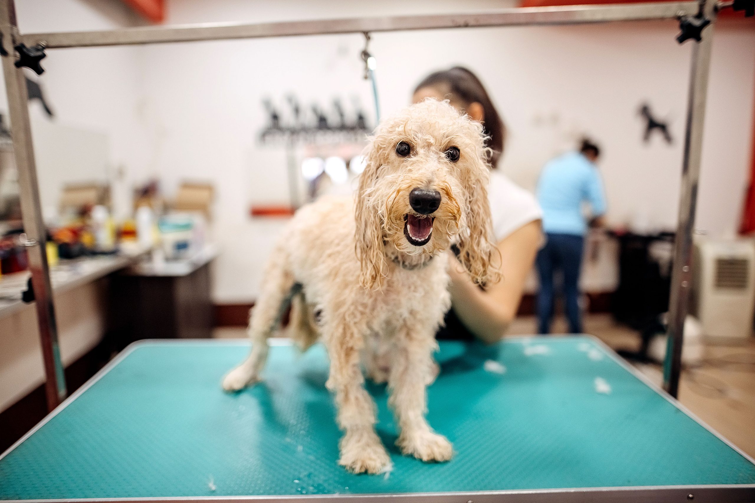 Pet-Friendly Cleanliness: The Foundation of a Good Home