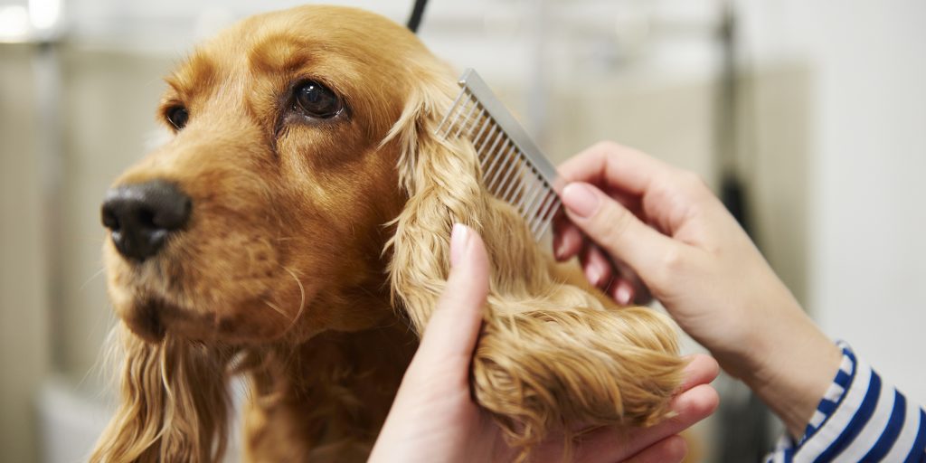 Dogi’s Mobile Grooming