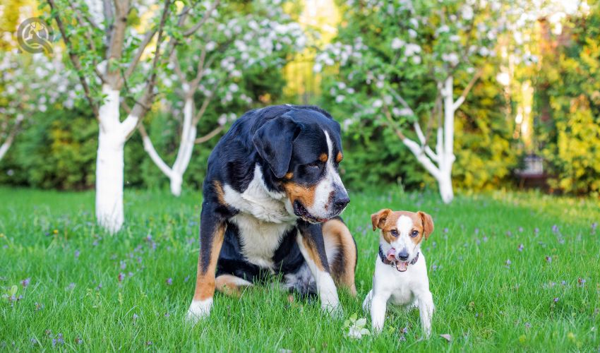 Your Mobile Pet Grooming Coral Springs