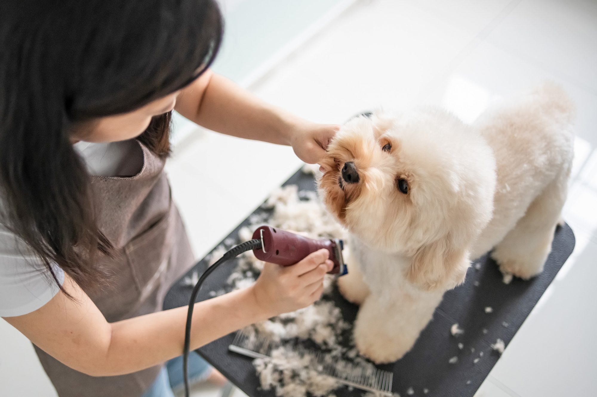 Why Do Residential Pets Improve Quality of Life?