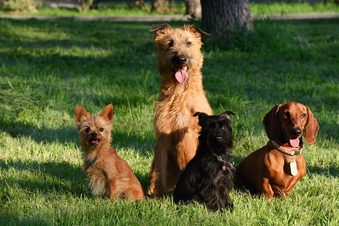 Creating a Safe Space: Why Mobile Grooming is Perfect for Shy Pets